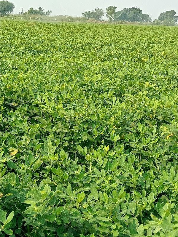 જમીન વેચવાની છે - જમીન અને પ્લોટ - માણાવદર - Image 2