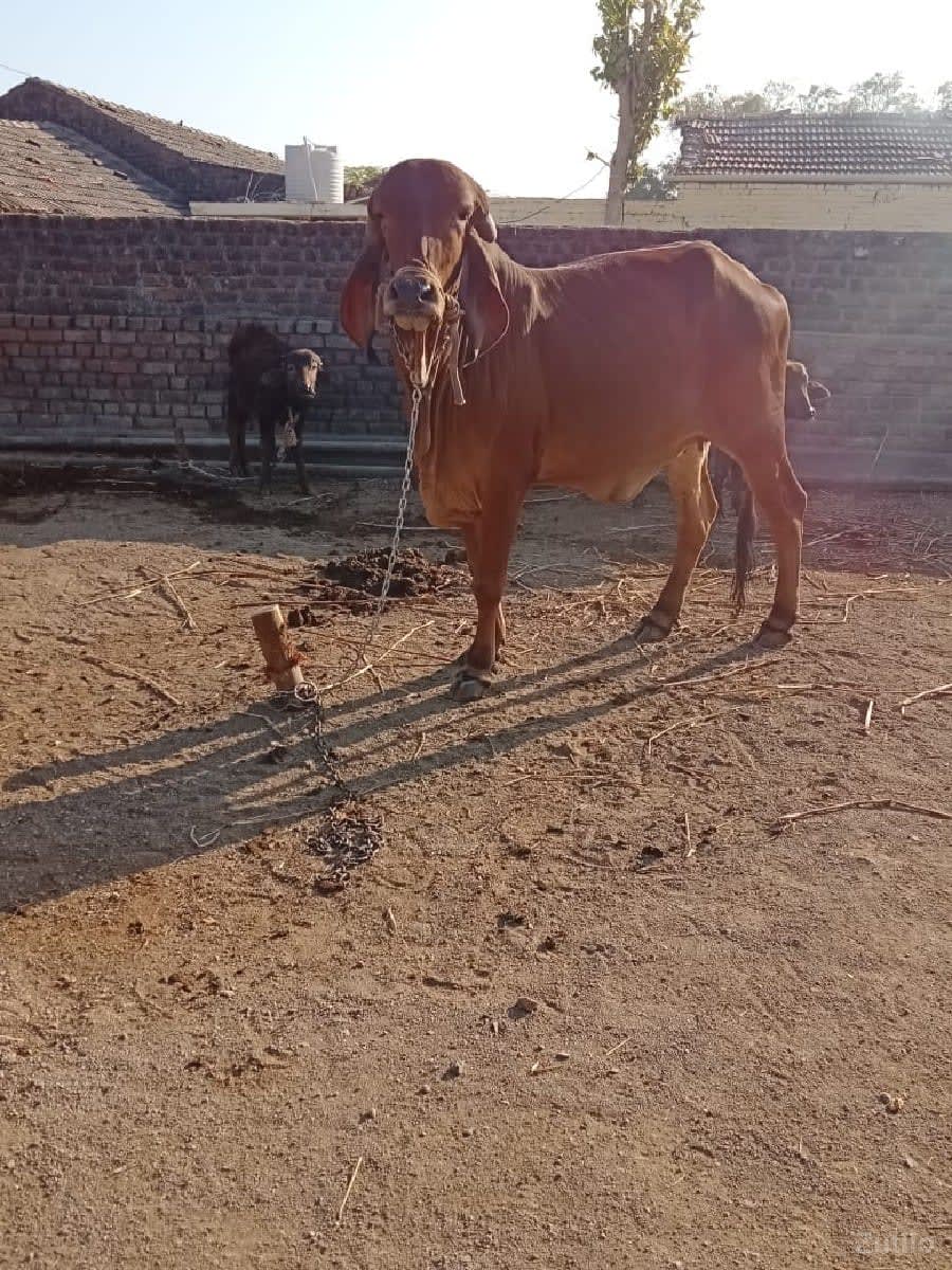 જમીન વેચવાની છે - Land & Plots - Dhoraji - Image 1