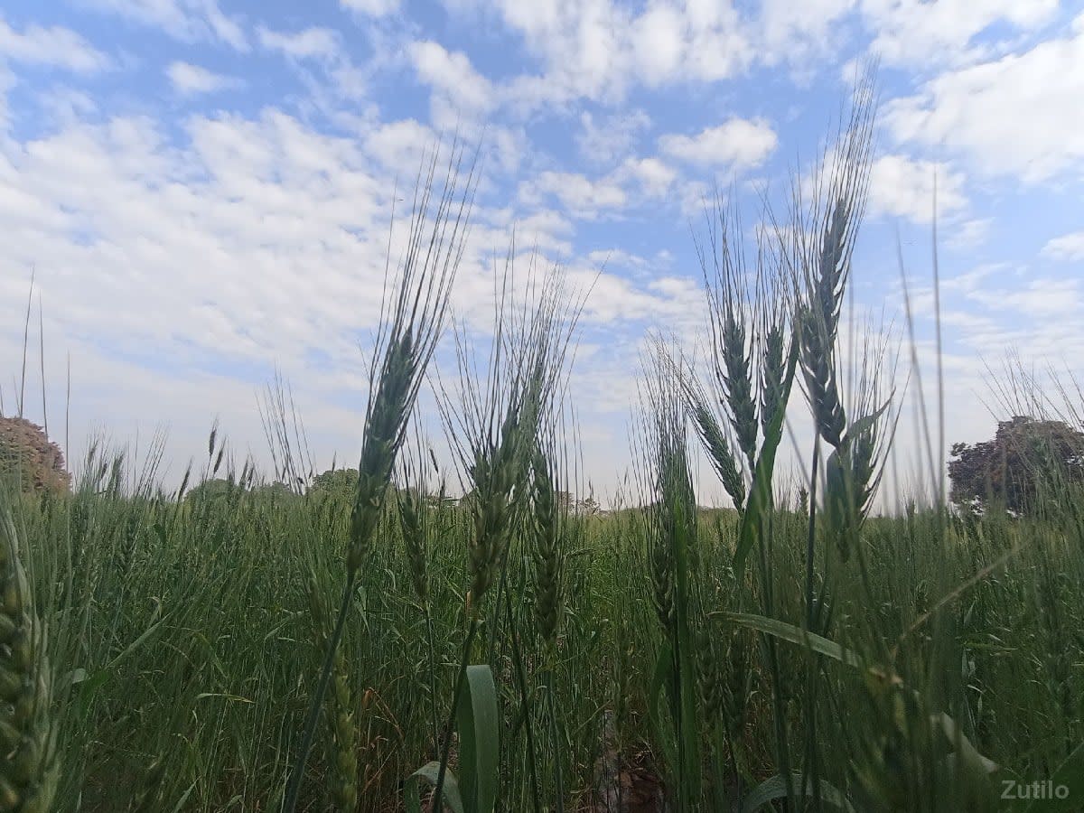 જમીન ( વાડી ) વેચવાની છે. - Land & Plots - Una - Image 2