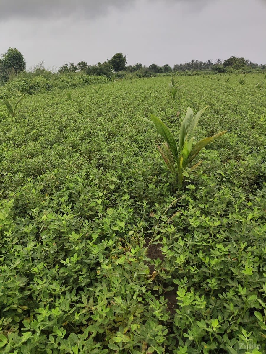 2.5 વિઘા નારિયેળી ના બગીચો - Land & Plots - Somnath - Image 1