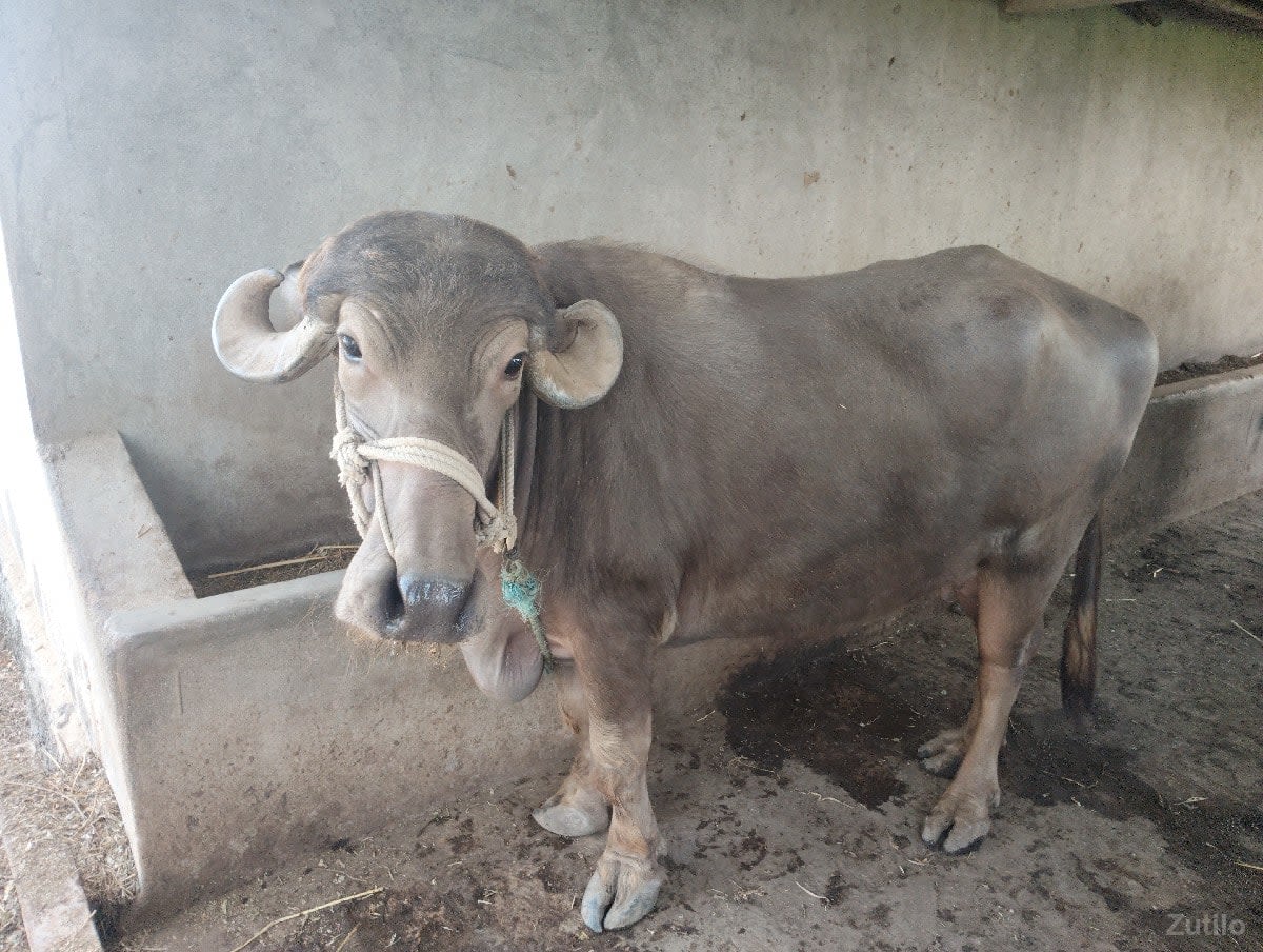 bhuri bhesh vesva ni se
ઠાલી છે - કાર - ભાણવ - Image 3