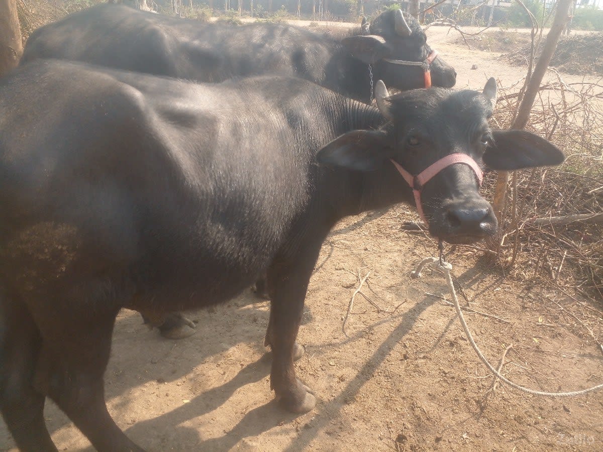 વિજયપરમાર - Cars - Una - Image 1