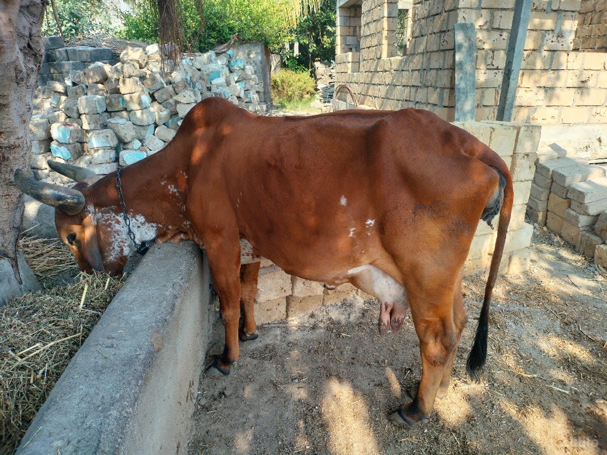 ગાય વેચવાની છે - Cars - Manavadar - Image 1