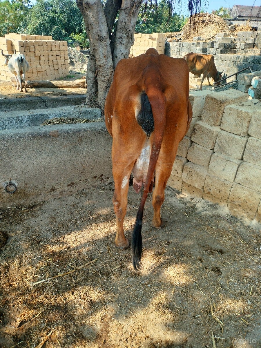 ગાય વેચવાની છે - Cars - Manavadar - Image 2