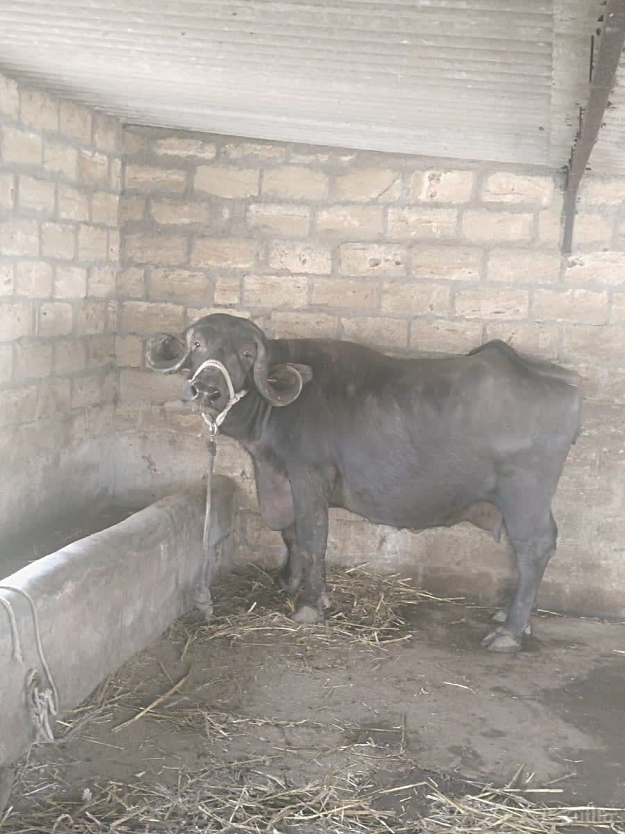 ભેંસ વેચવાની છે - Cars - Manavadar - Image 1
