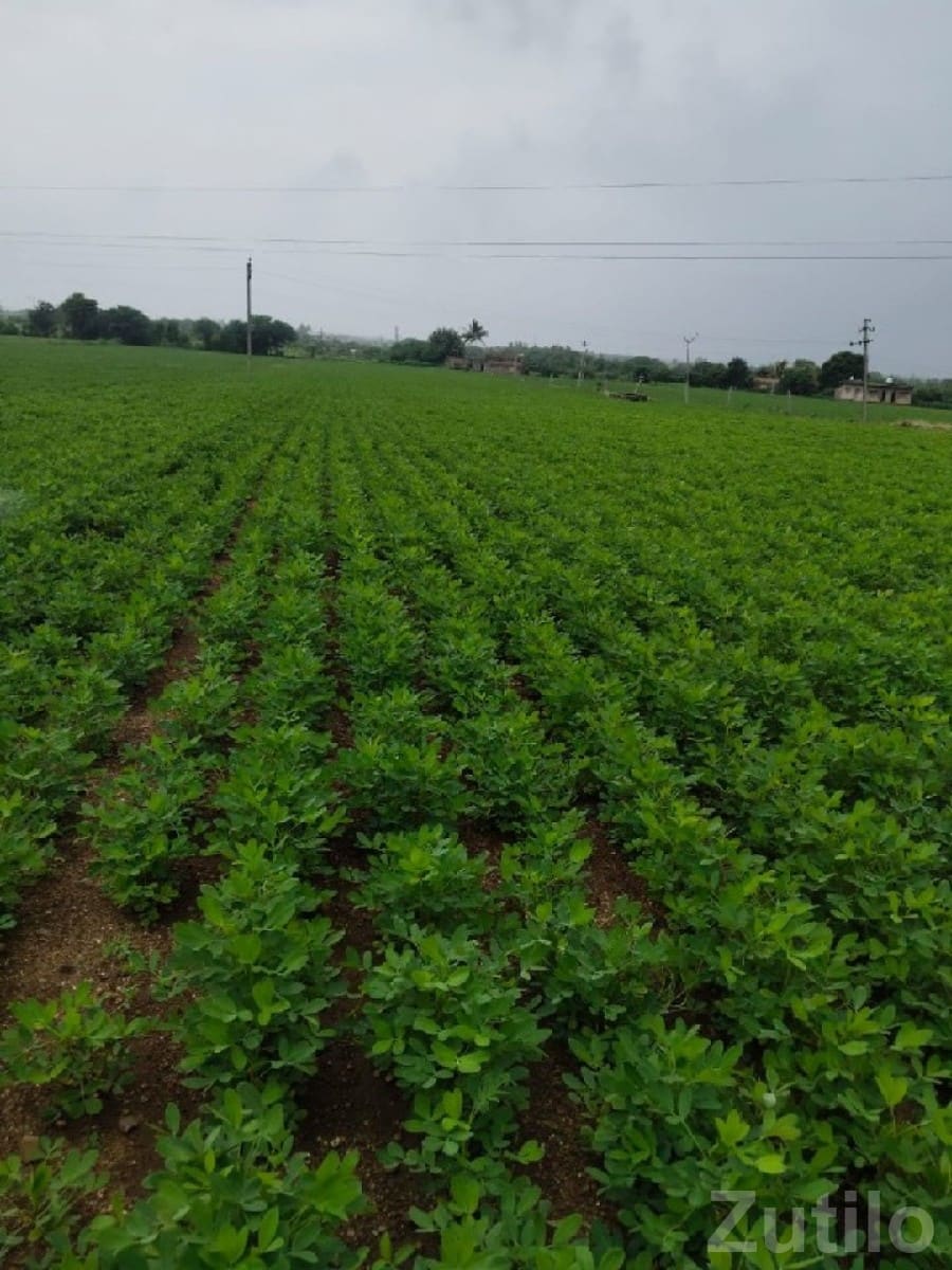 Fertile Green Farmland Plot for Sale - Land & Plots - Talala - Image 1