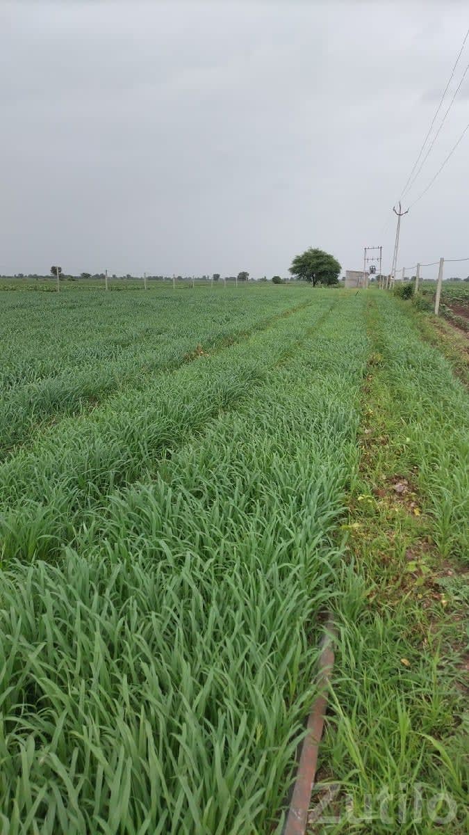 17 Vigha Road Touch Fertile Farm Land - Land & Plots - Dhari - Image 1