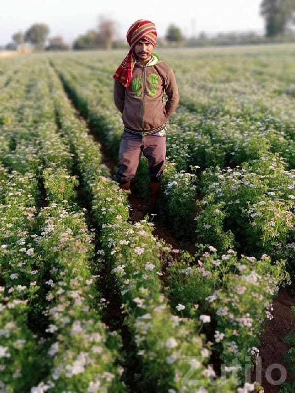 Fertile Agriculture Land in Visavadar - જમીન અને પ્લોટ - વિસાવદર - Image 1