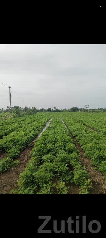 Fertile Agricultural Land in Keshod - Land & Plots - Keshod - Image 1