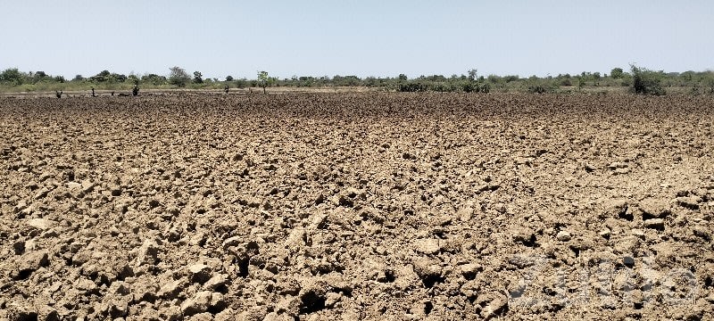 Santalpur Fertile Agricultural Land Sale - Land & Plots - Santalpur - Image 2