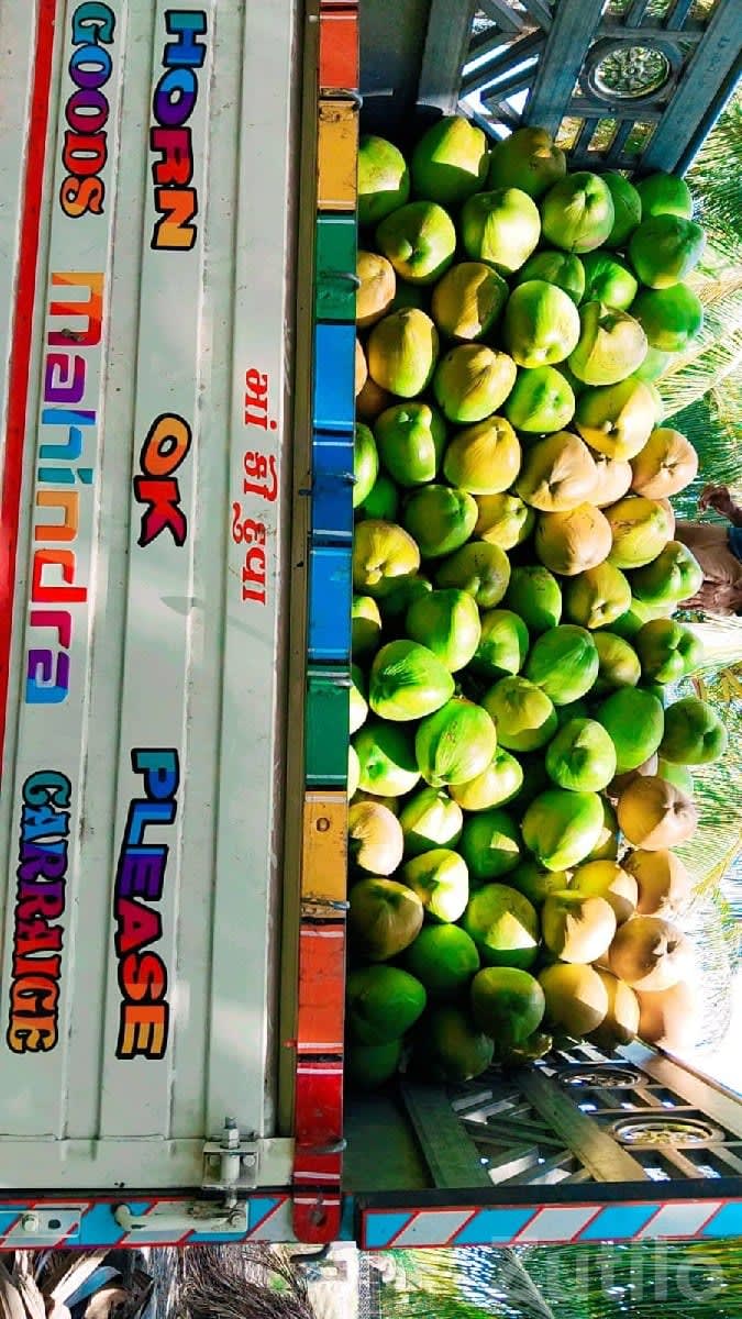 High Yield Coconut Farm Land Mangrol - જમીન અને પ્લોટ - માંગ્રોળ - Image 1