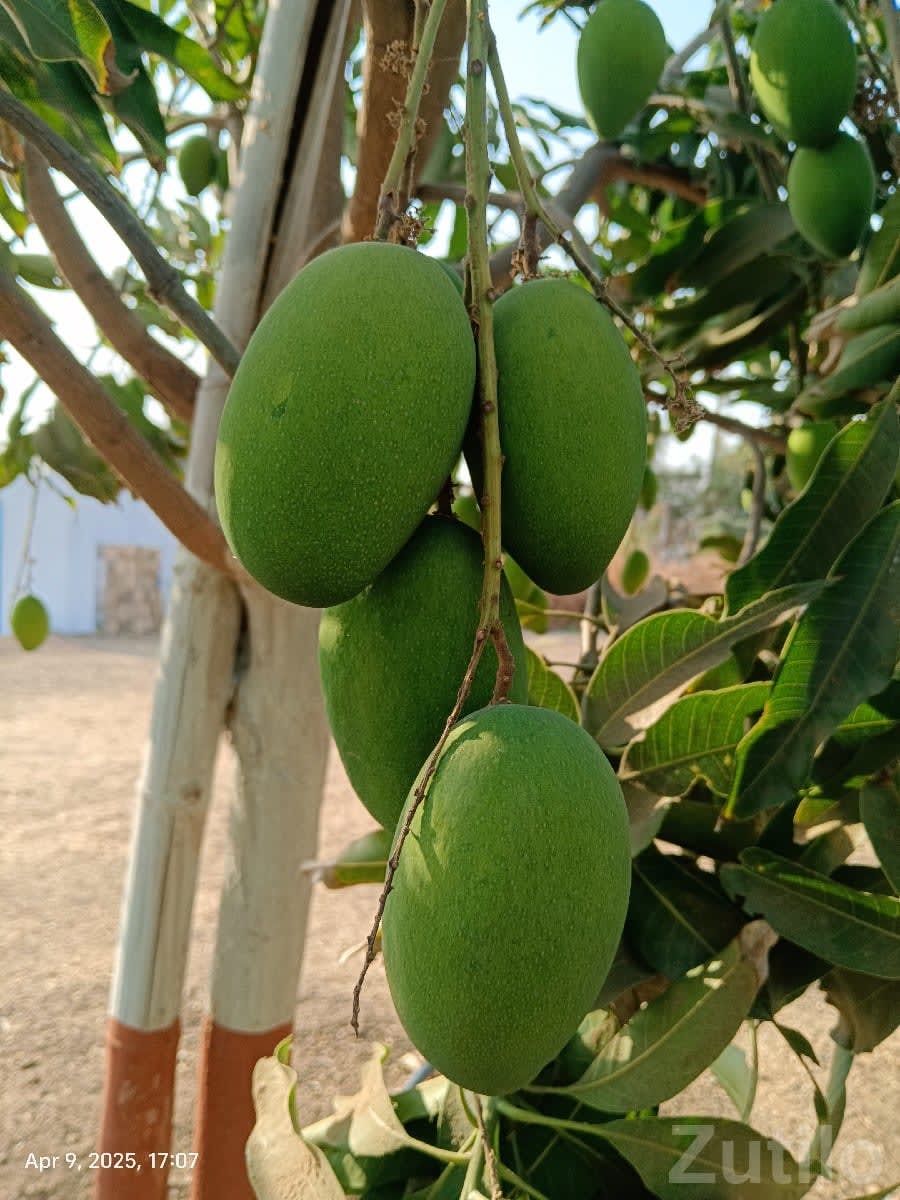 Fruiting Mango Orchard Land for Sale - Land & Plots - Bhesan - Image 1