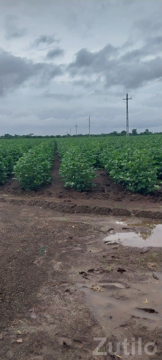 Dhari Fertile Green Farmland Plot Sale - Land & Plots - Dhari - Image 2