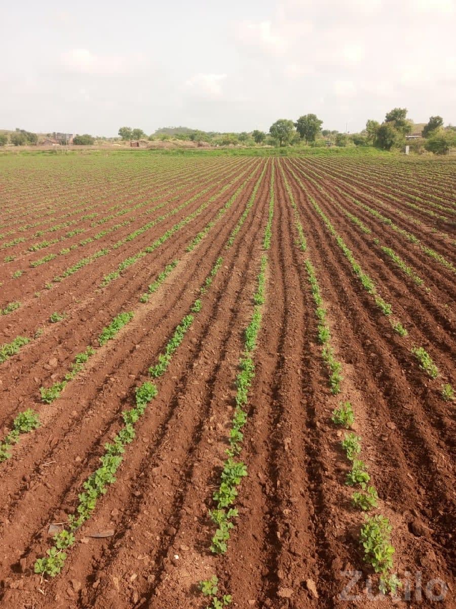 Fertile Agricultural Land Plot for Sale - Land & Plots - Savarkundla - Image 1