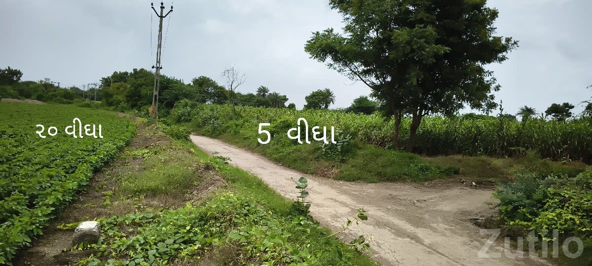25 Vigha Agricultural Land, Bhanvad - Land & Plots - Bhanvad - Image 1