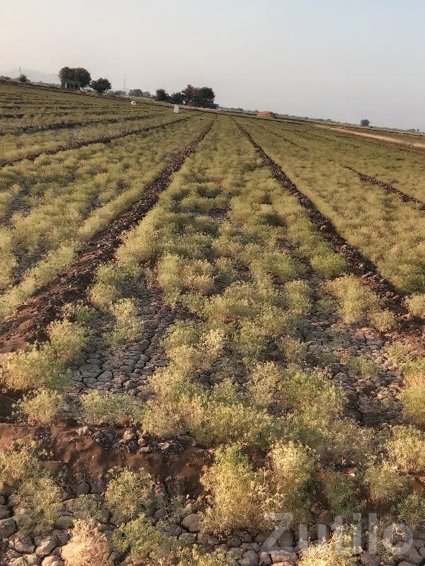 11 Vigha Fertile Agricultural Land, Ranavav - Land & Plots - Ranavav - Image 1