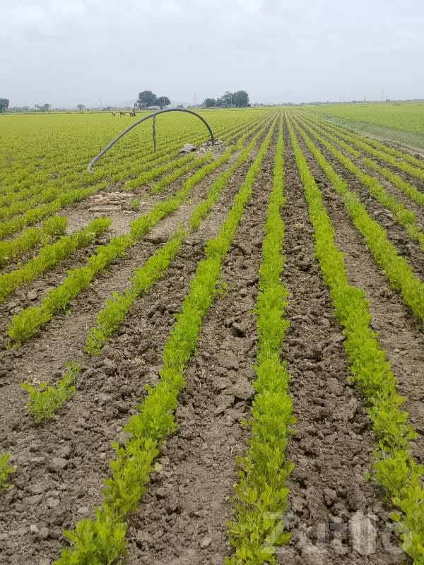 11 Vigha Fertile Agricultural Land, Ranavav - Land & Plots - Ranavav - Image 3