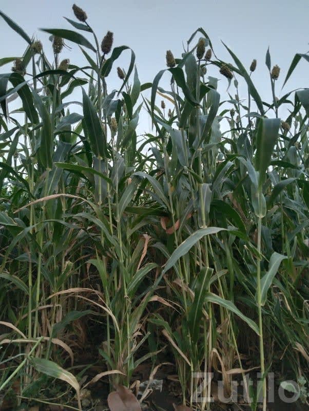Fertile Agricultural Land in Kutiyana - Land & Plots - Kutiyana - Image 1