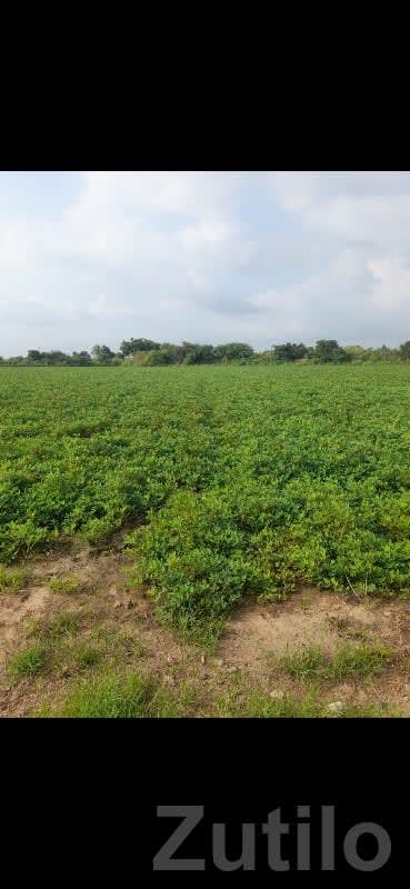 50 Vigha Fertile Green Farmland Plot Sale - Land & Plots - Kalyanpur - Image 1