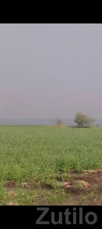 Fertile Agricultural Land in Gondal - Land & Plots - Gondal - Image 1