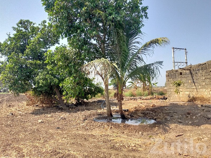 14 Vigha Agriculture Land in Kutiyana - Land & Plots - Kutiyana - Image 1
