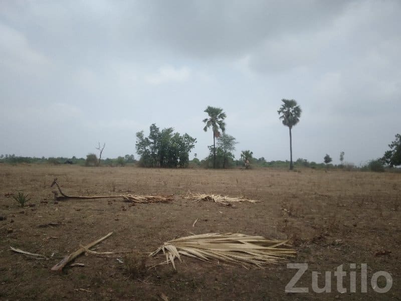 Open Agricultural Land Plot in Halol - જમીન અને પ્લોટ - હાલોલ - Image 1