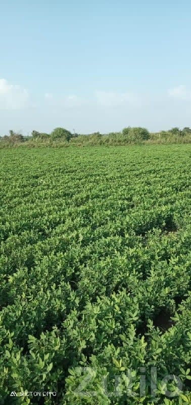 16 Vigha Fertile Farm Land with Water - Land & Plots - Kutiyana - Image 1