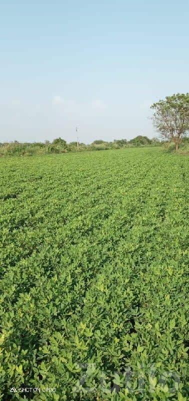 16 Vigha Fertile Farm Land with Water - Land & Plots - Kutiyana - Image 2