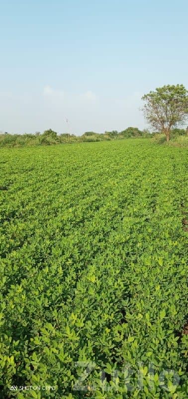 16 Vigha Fertile Farm Land with Water - Land & Plots - Kutiyana - Image 3