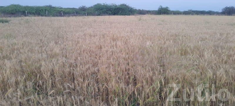 10.5 Vigha Fertile Agricultural Land Talala - જમીન અને પ્લોટ - તલાલા - Image 1