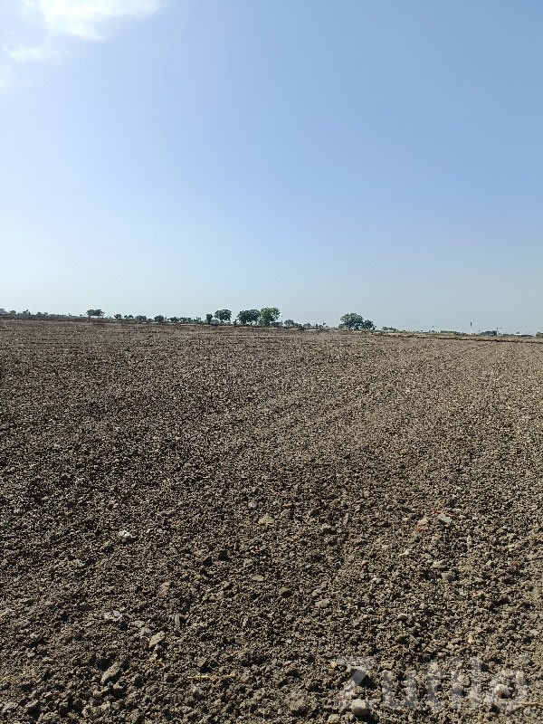 14.5 Vigha Open Agricultural Land - જમીન અને પ્લોટ - માણાવદર - Image 1