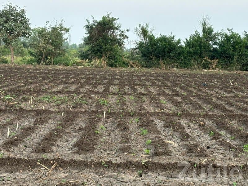 Kodinar 41 Gutha Fertile Farm Land Plot - જમીન અને પ્લોટ - કોડીનાર - Image 1