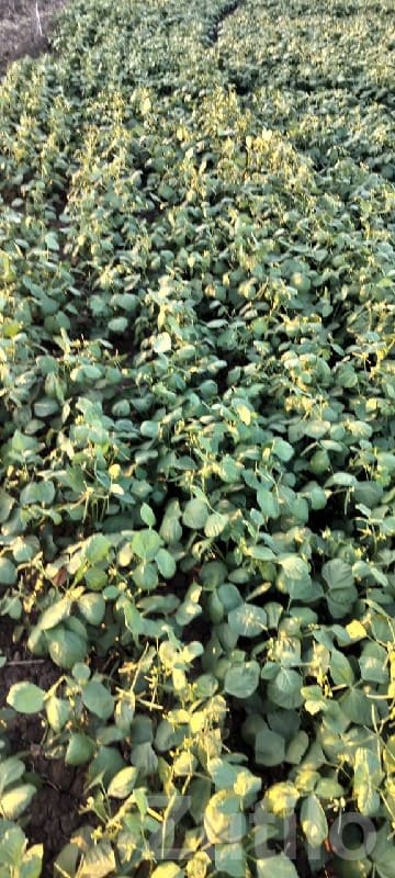 18 Bigha Fertile Agriculture Land Sale - Land & Plots - Bhanvad - Image 1