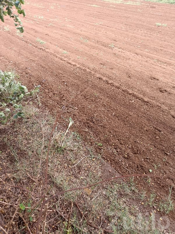 Fertile Agricultural Land in Bhanvad - Land & Plots - Bhanvad - Image 2