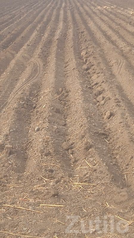 Fertile Agricultural Land in Visavadar - જમીન અને પ્લોટ - વિસાવદર - Image 1