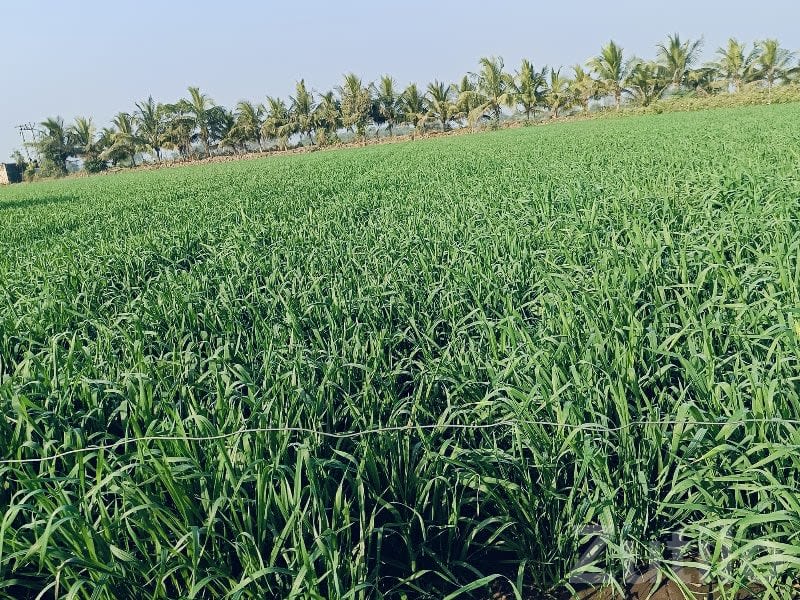 Irrigated Green Farmland for Sale - Land & Plots - Una - Image 1