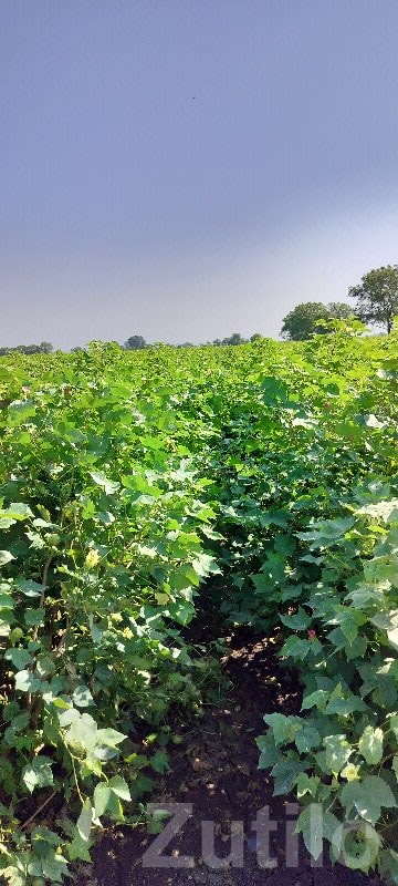 Fertile Green Farmland Plot for Sale - Land & Plots - Dhoraji - Image 1