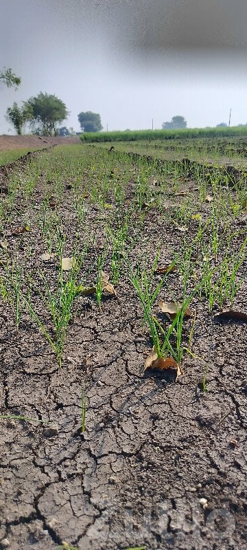Fertile Green Farmland Plot for Sale - Land & Plots - Dhoraji - Image 2