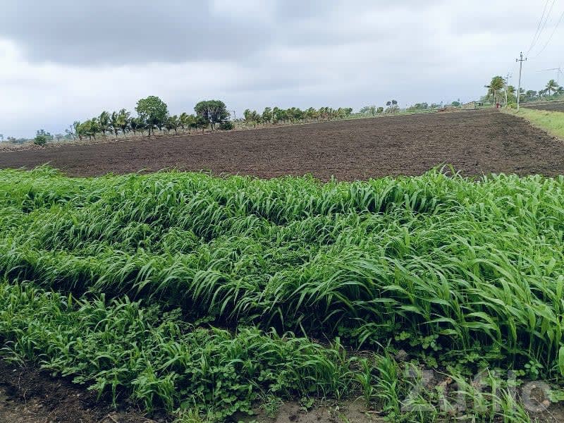 Irrigated Green Farmland for Sale - Land & Plots - Una - Image 3