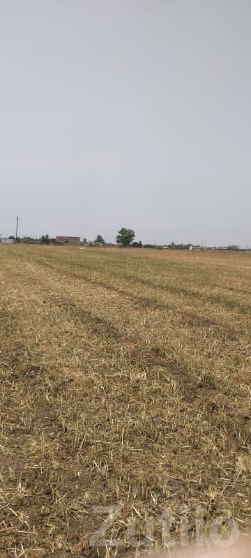 Fertile Agricultural Land with Well - Land & Plots - Keshod - Image 2