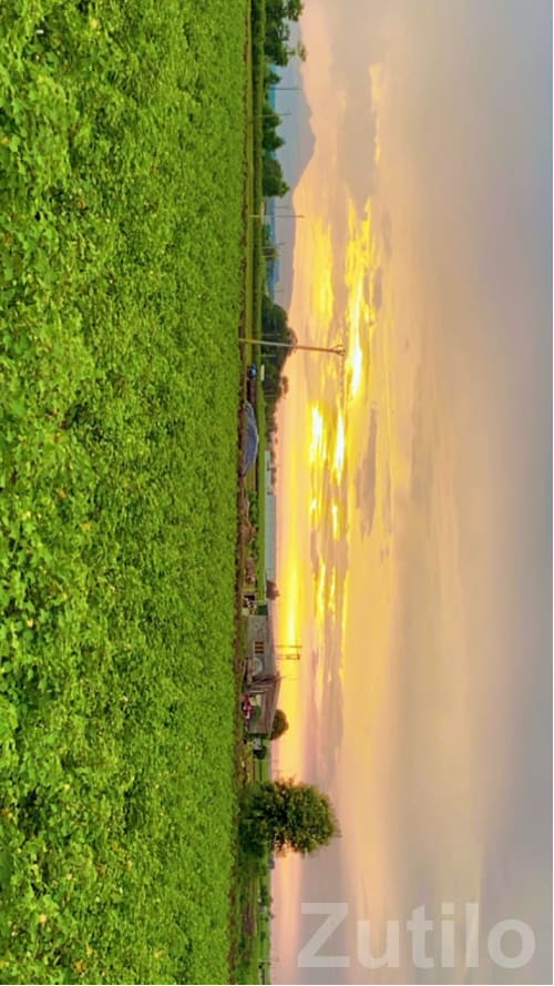 10 Vigha Green Farmland Near Amreli - Land & Plots - Lathi - Image 1