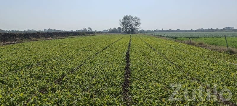 Farmhouse Plot with Cultivated Land - Land & Plots - Ranavav - Image 2