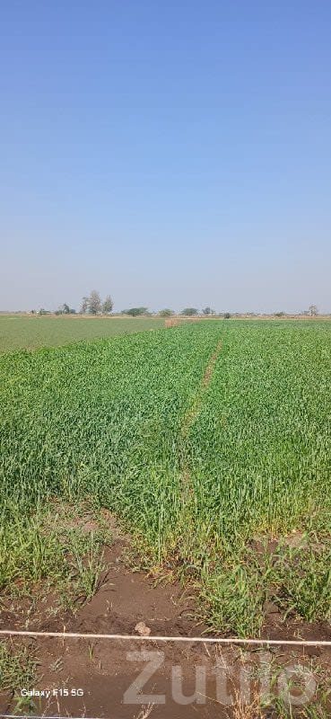Fertile Farm Land for Sale in Kutiyana - જમીન અને પ્લોટ - કુટિયાણા - Image 1
