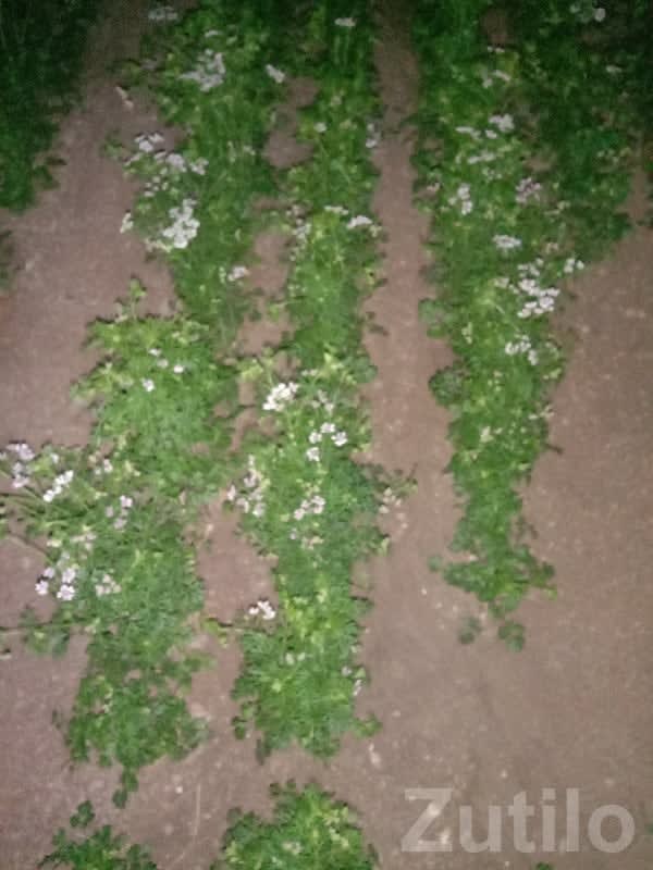 Irrigated Fertile Agricultural Plot - Land & Plots - Bhanvad - Image 1
