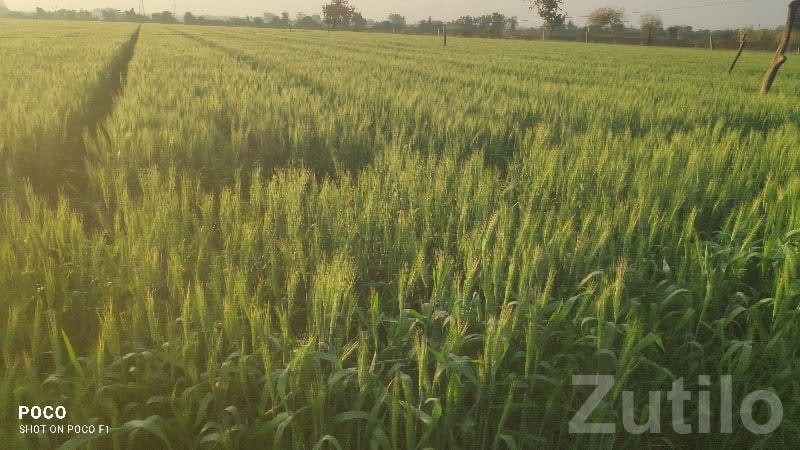 Fertile Agriculture Land for Sale Kodinar - જમીન અને પ્લોટ - કોડીનાર - Image 1
