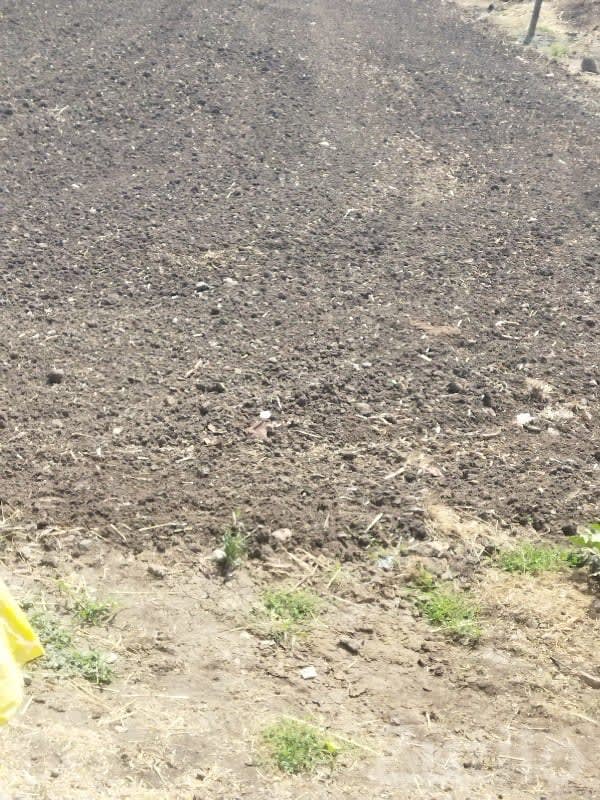 Fertile Agricultural Land on Lease, Keshod - Land & Plots - Keshod - Image 1