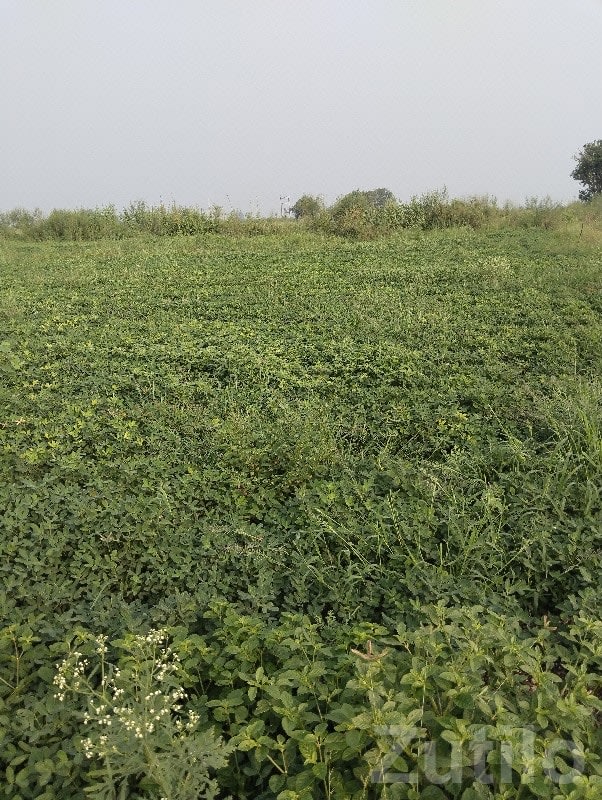 5 Vigha Fertile Green Farmland Plot - જમીન અને પ્લોટ - માણાવદર - Image 1