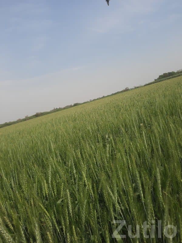 Fertile Agricultural Land in Jamjodhpur - Land & Plots - Jamjodhpur - Image 1