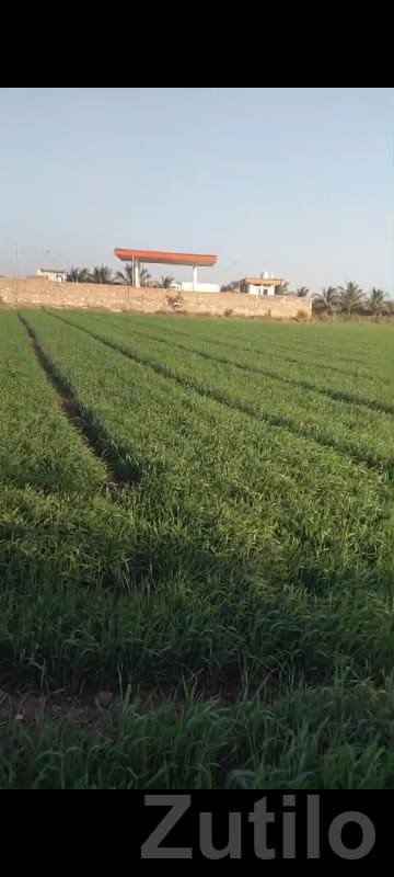 Fertile Agricultural Land in Jamjodhpur - Land & Plots - Jamjodhpur - Image 1
