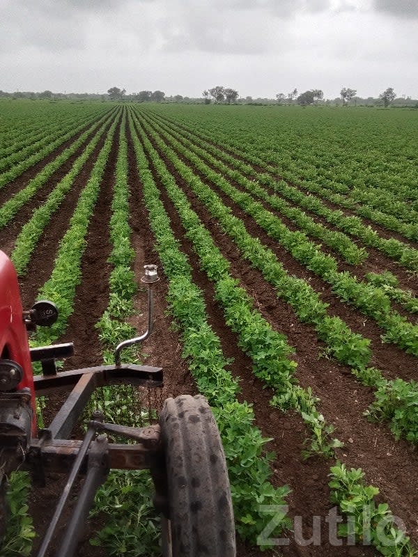 Jamjodhpur Fertile Irrigated Farm Land - Land & Plots - Jamjodhpur - Image 3